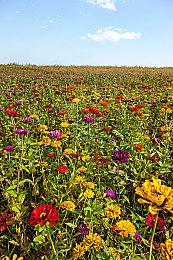 揭晓FF诞生秘闻 新游戏电视节目12月30日播出